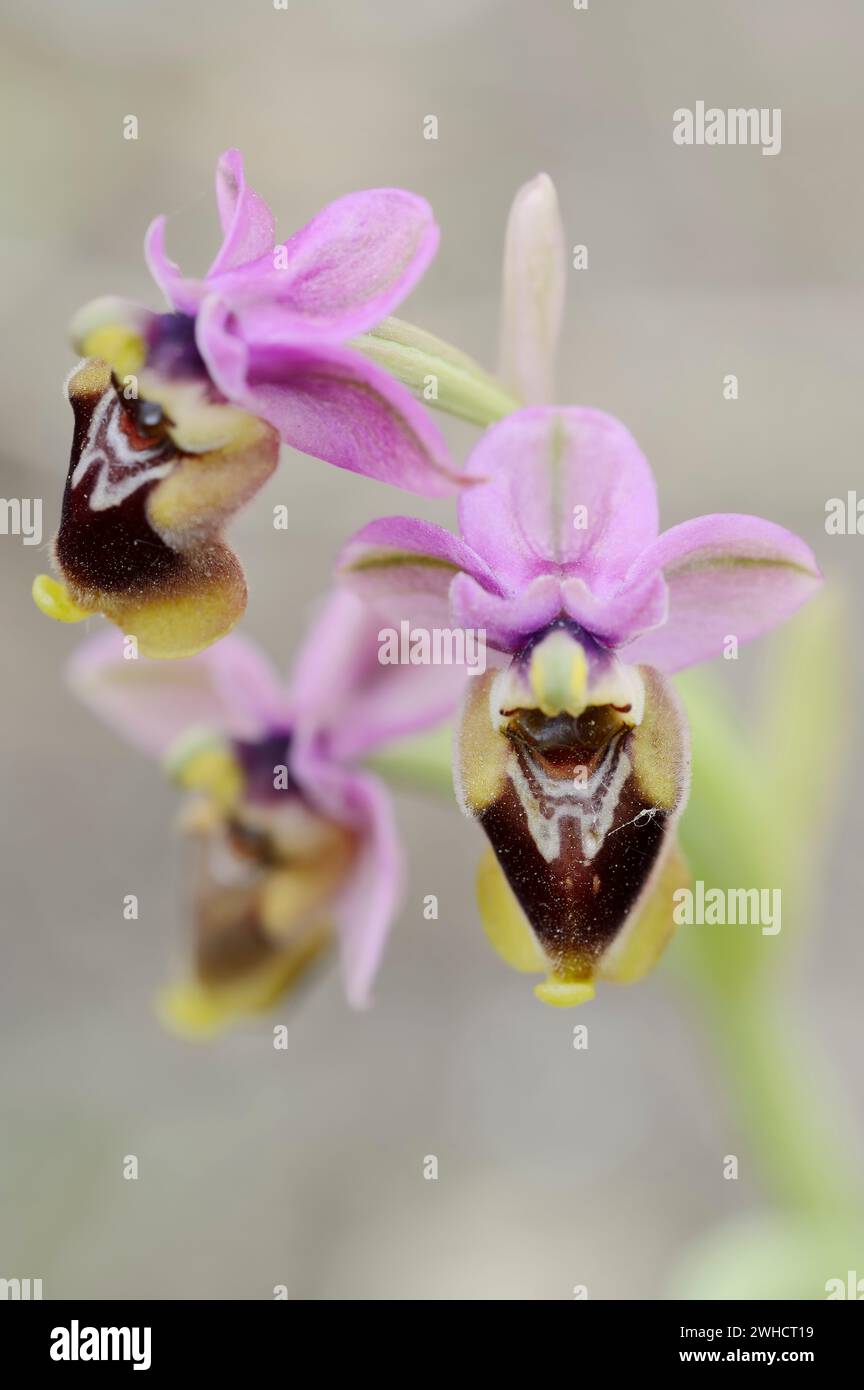 Guêpe à ragwort (Ophrys tenthredinifera), fleur, Majorque, Îles Baléares, Espagne Banque D'Images
