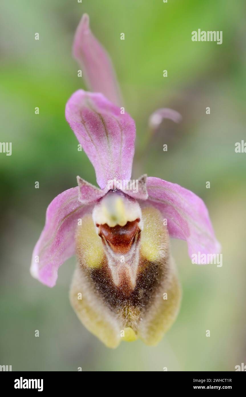 Guêpe à ragwort (Ophrys tenthredinifera), fleur, Majorque, Îles Baléares, Espagne Banque D'Images