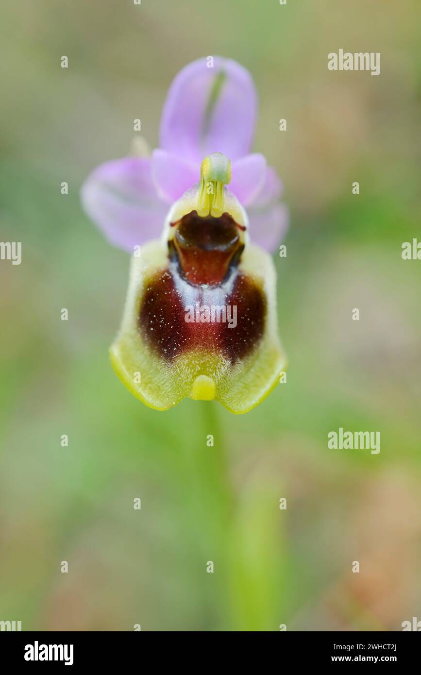 Guêpe à ragwort (Ophrys tenthredinifera), fleur, Majorque, Îles Baléares, Espagne Banque D'Images
