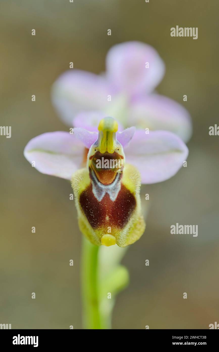 Guêpe à ragwort (Ophrys tenthredinifera), fleur, Majorque, Îles Baléares, Espagne Banque D'Images