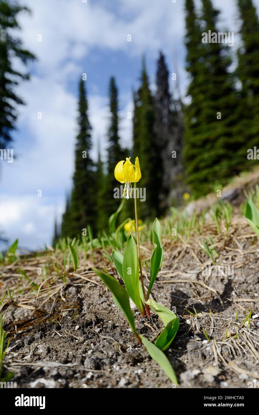 Dent de chien à grandes fleurs (Erythronium grandiflorum), Parc national du Mont-Revelstoke, Colombie-Britannique, Canada Banque D'Images