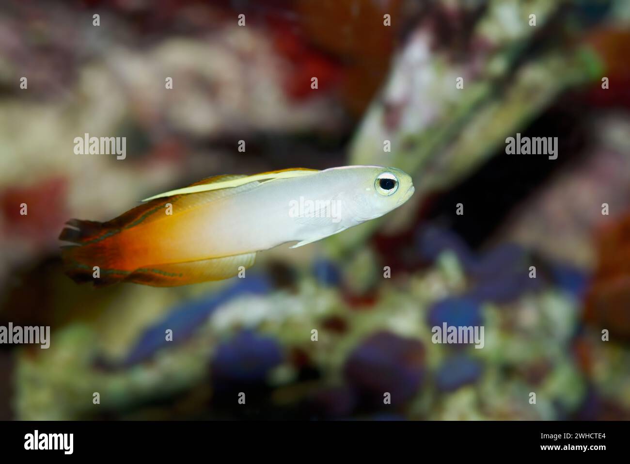 Gobie de feu (Nemateleotris magnifica), occurrence dans l'Indo-Pacifique Banque D'Images