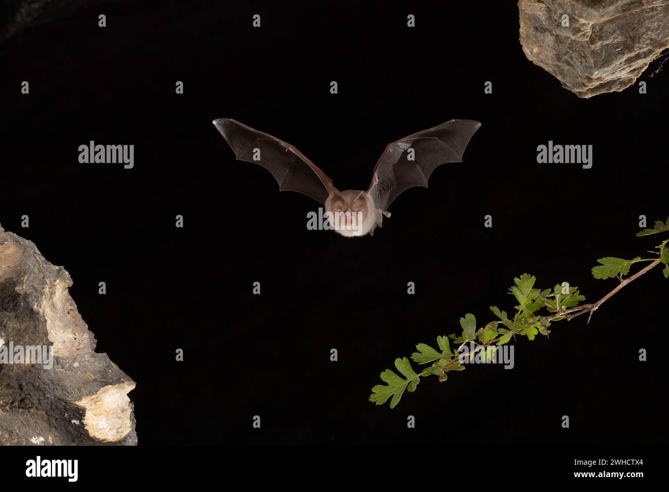 Chauve-souris à moindre fer à cheval (Rhinolophus hippoposideros) en vol, chauve-souris menacée d'extinction en Allemagne, Thuringe, Allemagne Banque D'Images