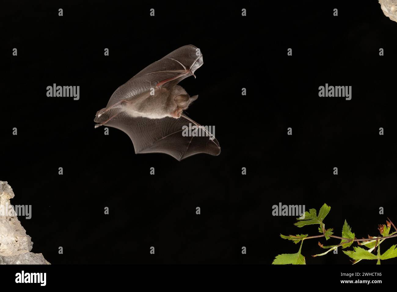 Chauve-souris à moindre fer à cheval (Rhinolophus hippoposideros) en vol, chauve-souris menacée d'extinction en Allemagne, Thuringe, Allemagne Banque D'Images