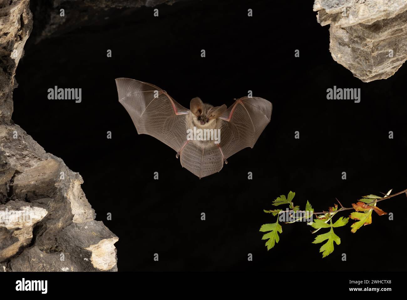 Chauve-souris grise à longues oreilles (Plecotus austriacus), juvénile en fuite, Thuringe, Allemagne, chauve-souris menacée d'extinction en Allemagne Banque D'Images
