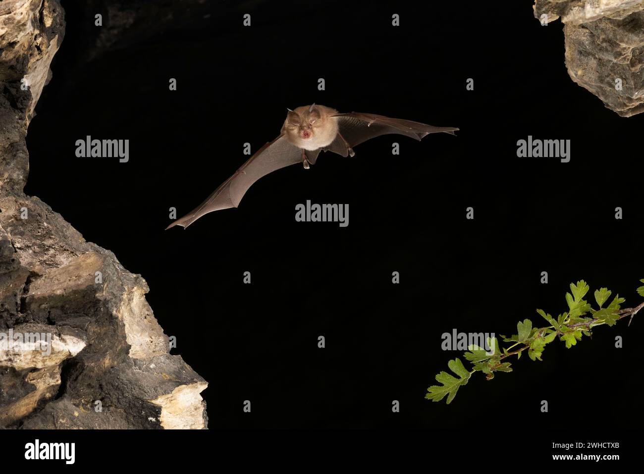 Chauve-souris à moindre fer à cheval (Rhinolophus hippoposideros) en vol, chauve-souris menacée d'extinction en Allemagne, Thuringe, Allemagne Banque D'Images