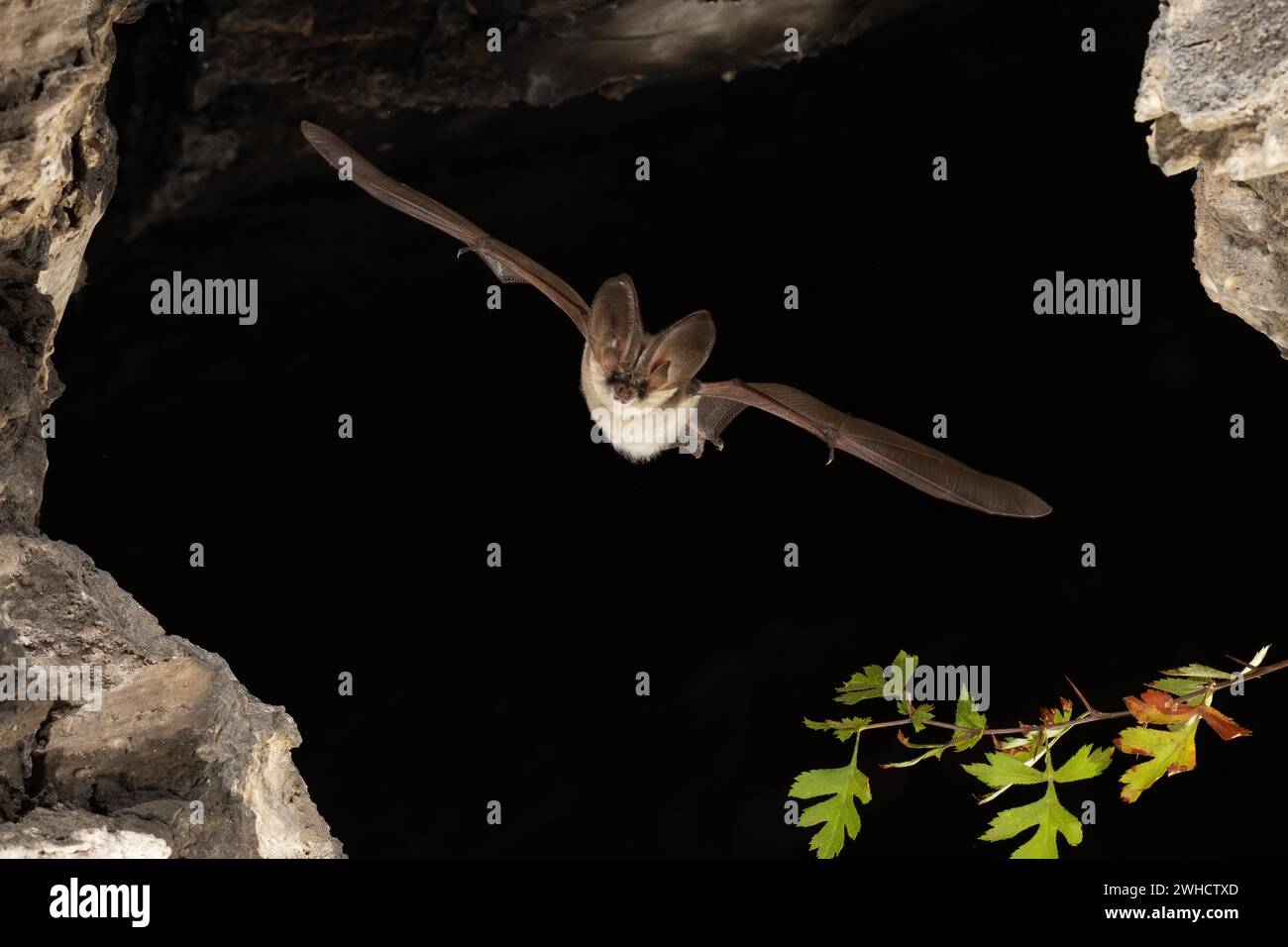 Chauve-souris grise à longues oreilles (Plecotus austriacus) en vol, Thuringe, Allemagne, chauve-souris menacée d'extinction en Allemagne Banque D'Images