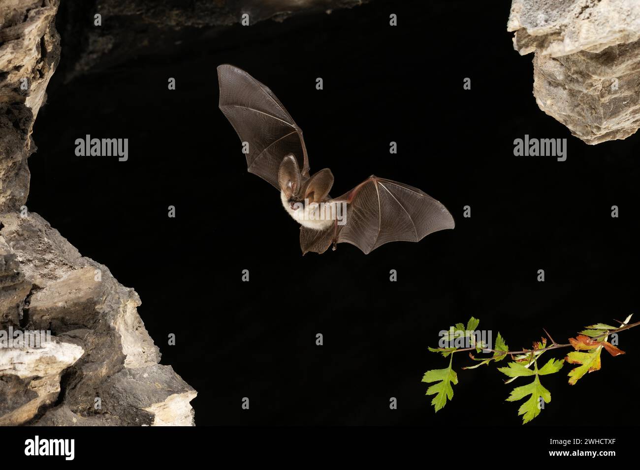 Chauve-souris grise à longues oreilles (Plecotus austriacus) en vol, Thuringe, Allemagne, chauve-souris menacée d'extinction en Allemagne Banque D'Images