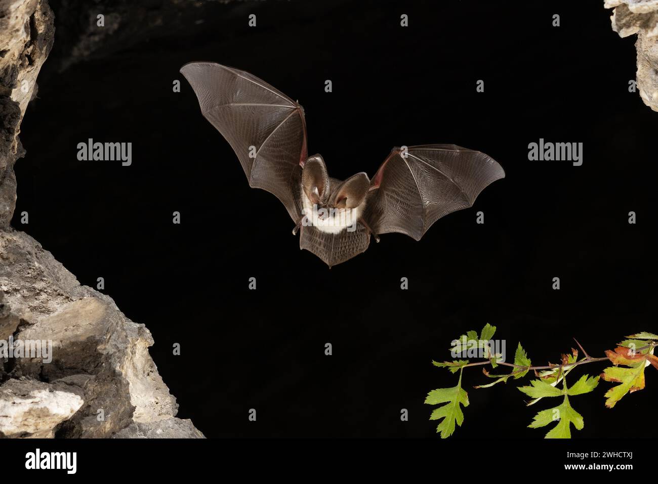 Chauve-souris grise à longues oreilles (Plecotus austriacus) en vol, Thuringe, Allemagne, chauve-souris menacée d'extinction en Allemagne Banque D'Images