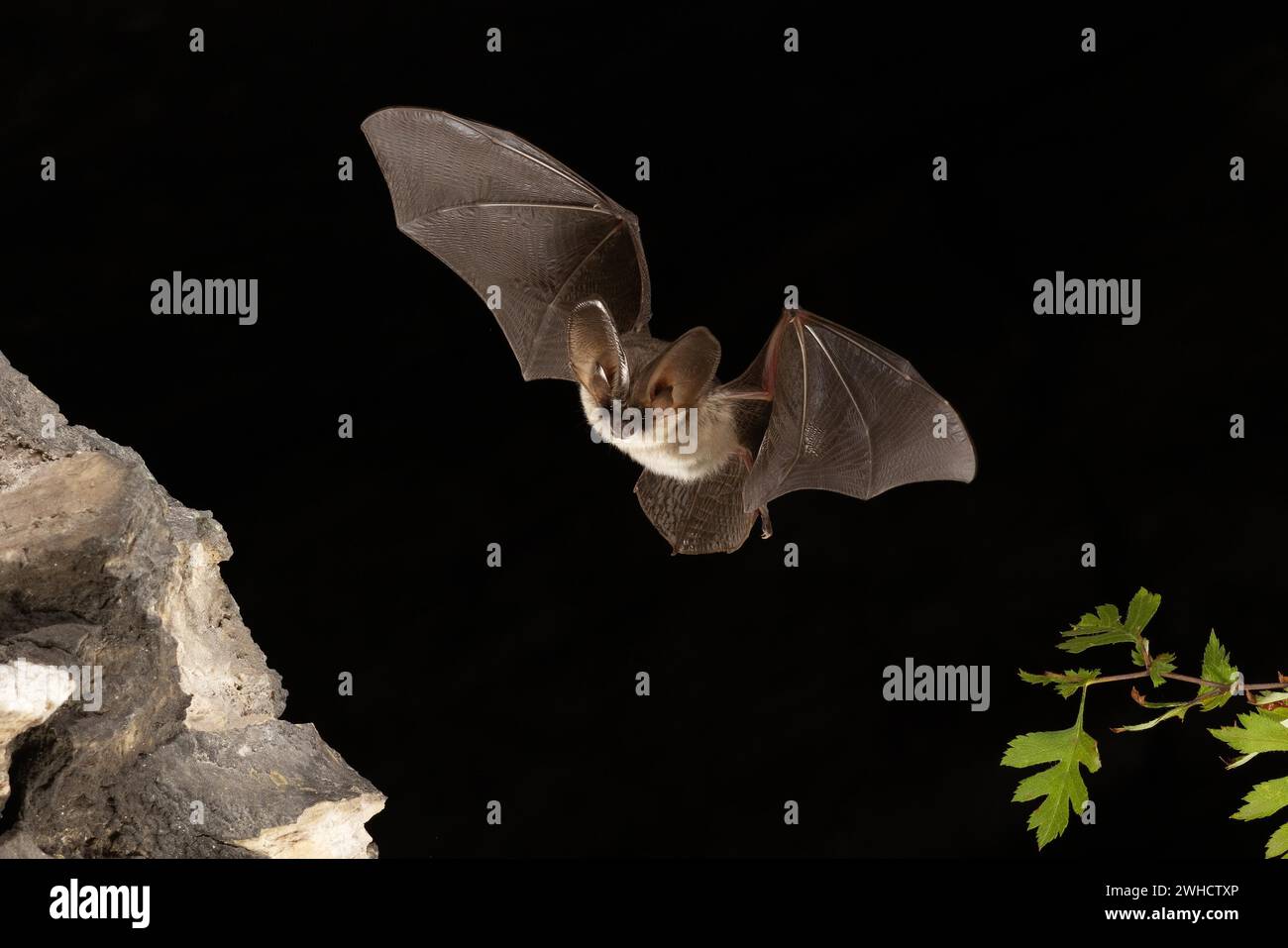 Chauve-souris grise à longues oreilles (Plecotus austriacus) en vol, Thuringe, Allemagne, chauve-souris menacée d'extinction en Allemagne Banque D'Images