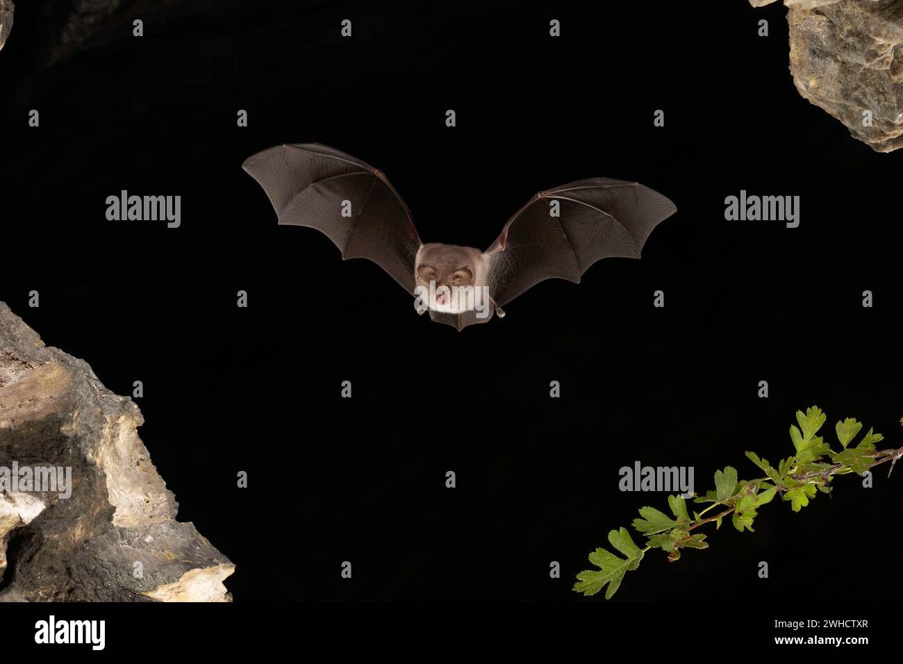 Chauve-souris à moindre fer à cheval (Rhinolophus hippoposideros) en vol, chauve-souris menacée d'extinction en Allemagne, Thuringe, Allemagne Banque D'Images