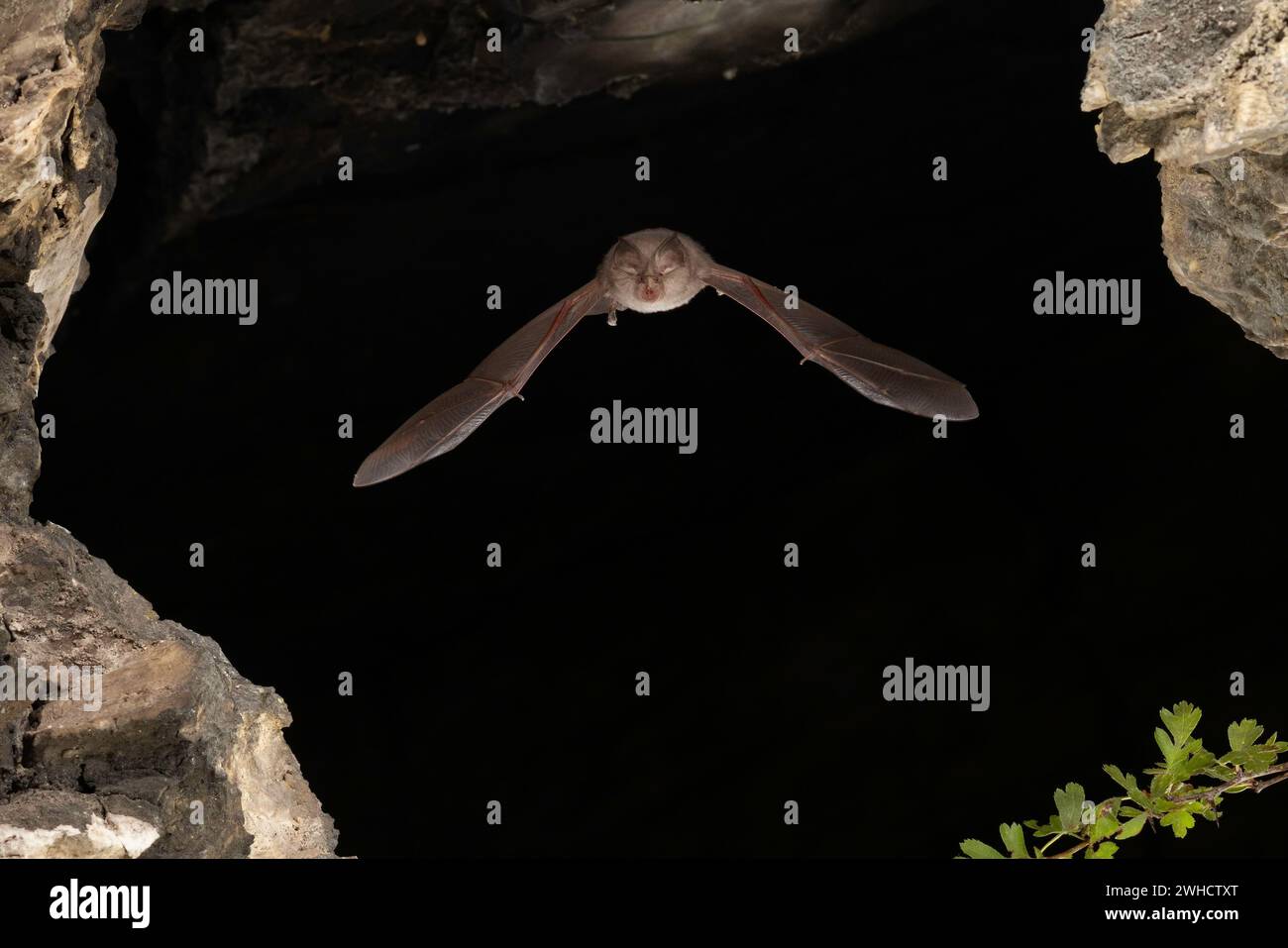 Chauve-souris à moindre fer à cheval (Rhinolophus hippoposideros) en vol, chauve-souris menacée d'extinction en Allemagne, Thuringe, Allemagne Banque D'Images