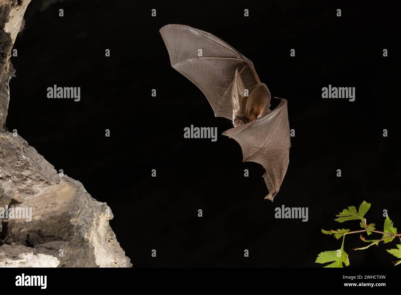 Chauve-souris grise à longues oreilles (Plecotus austriacus) en vol, Thuringe, Allemagne, chauve-souris menacée d'extinction en Allemagne Banque D'Images