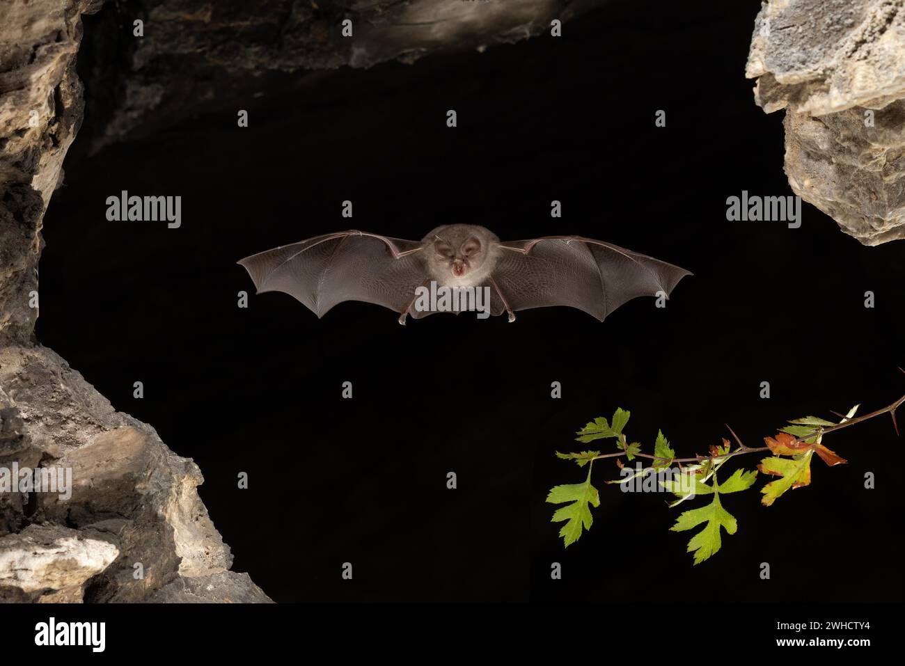 Chauve-souris à moindre fer à cheval (Rhinolophus hippoposideros) en vol, chauve-souris menacée d'extinction en Allemagne, Thuringe, Allemagne Banque D'Images
