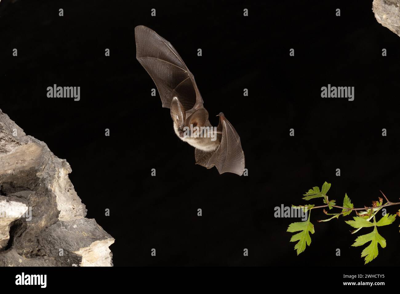 Chauve-souris grise à longues oreilles (Plecotus austriacus) en vol, Thuringe, Allemagne, chauve-souris menacée d'extinction en Allemagne Banque D'Images