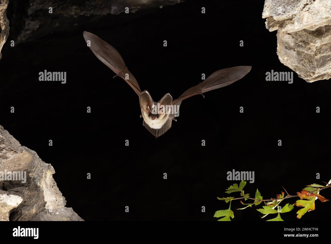 Chauve-souris grise à longues oreilles (Plecotus austriacus) en vol, Thuringe, Allemagne, chauve-souris menacée d'extinction en Allemagne Banque D'Images