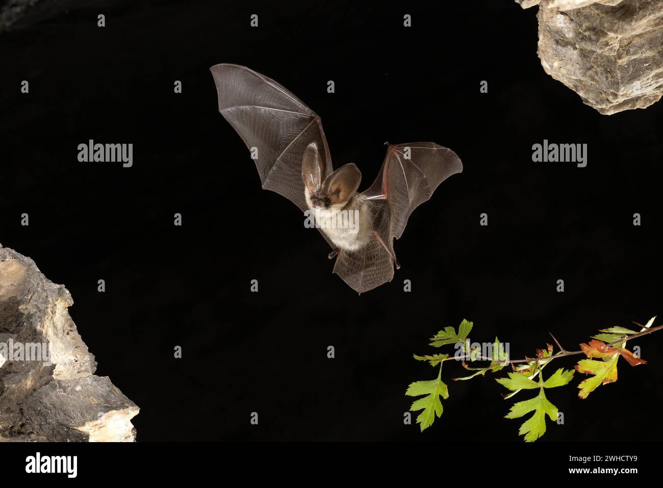 Chauve-souris grise à longues oreilles (Plecotus austriacus) en vol, Thuringe, Allemagne, chauve-souris menacée d'extinction en Allemagne Banque D'Images