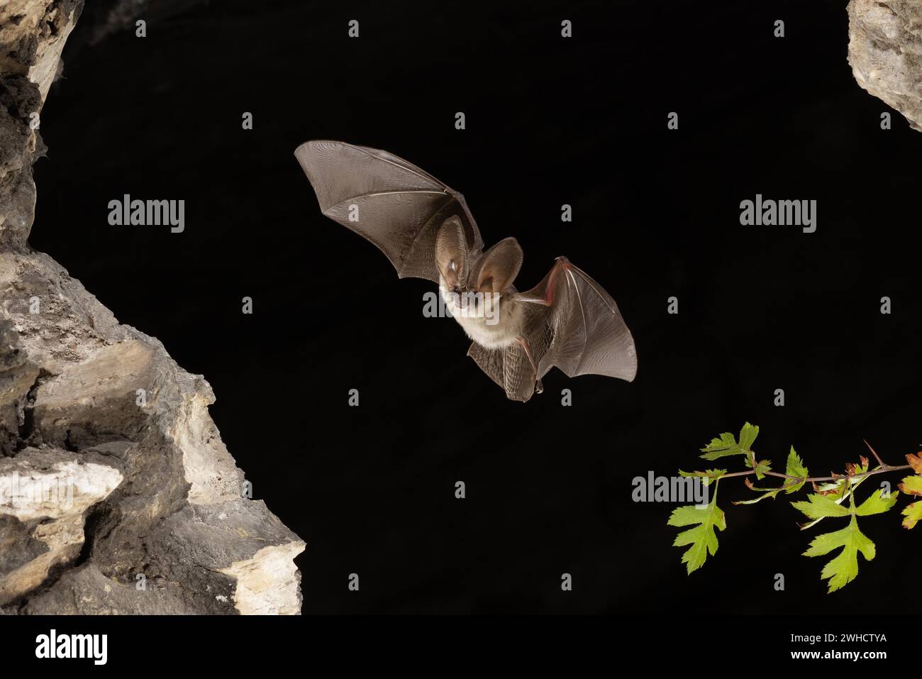 Chauve-souris grise à longues oreilles (Plecotus austriacus) en vol, Thuringe, Allemagne, chauve-souris menacée d'extinction en Allemagne Banque D'Images