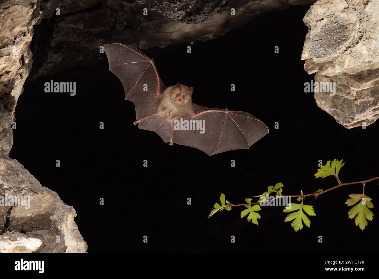 Chauve-souris à moindre fer à cheval (Rhinolophus hippoposideros) en vol, chauve-souris menacée d'extinction en Allemagne, Thuringe, Allemagne Banque D'Images