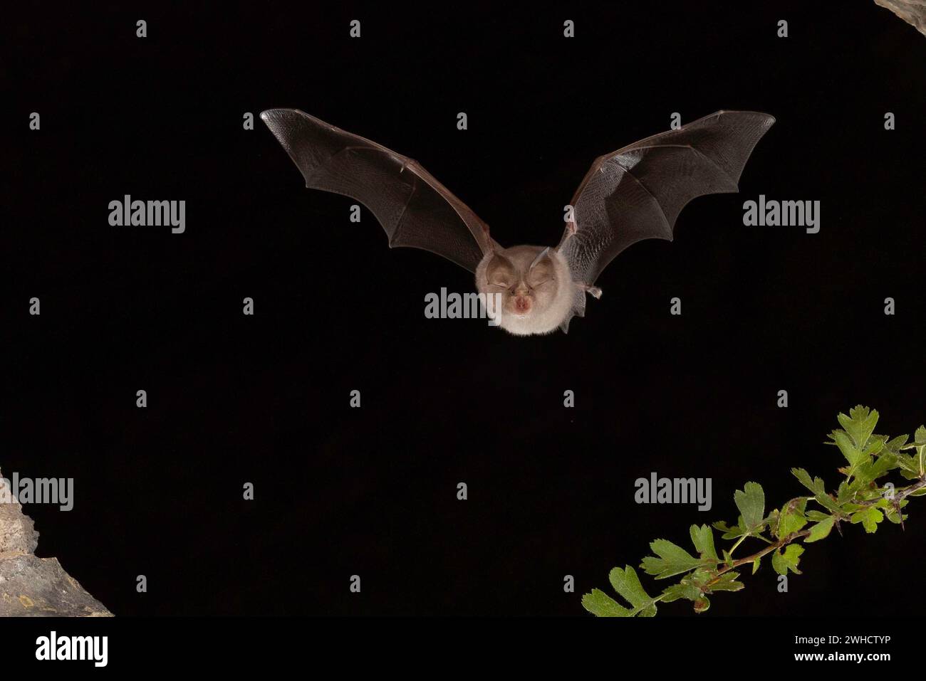 Chauve-souris à moindre fer à cheval (Rhinolophus hippoposideros) en vol, chauve-souris menacée d'extinction en Allemagne, Thuringe, Allemagne Banque D'Images