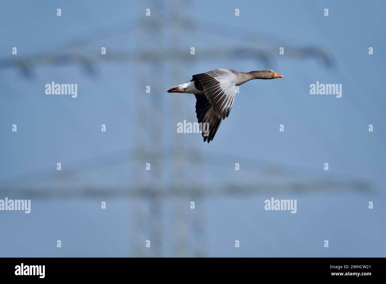 Oie de Greylag (Anser anser) volant devant un poteau électrique, Rhénanie du Nord-Westphalie, Allemagne Banque D'Images Oie de Greylag (Anser anser) volant devant un poteau électrique, Rhénanie du Nord-Westphalie, Allemagne Banque D'Images