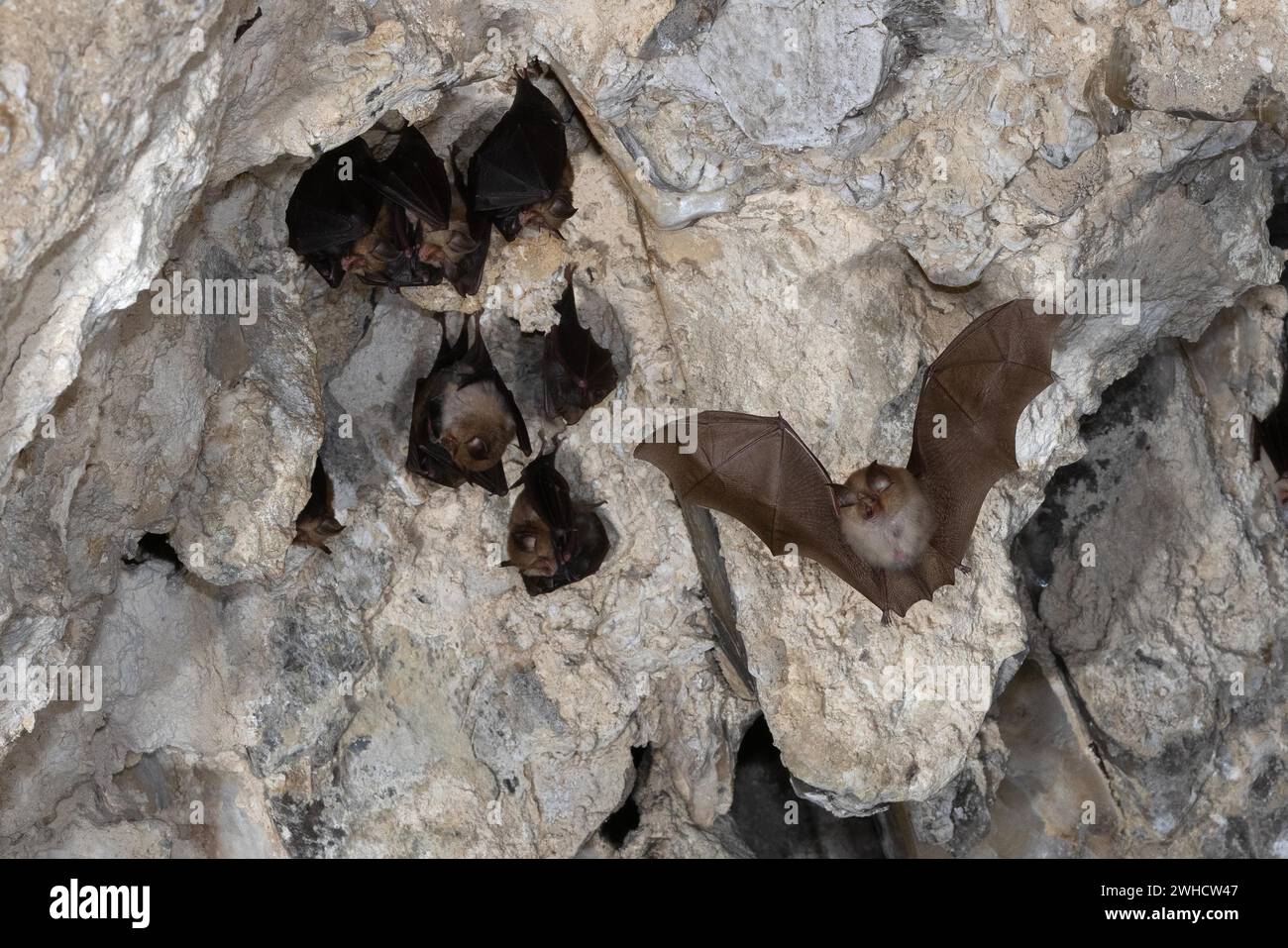 Petite chauve-souris en fer à cheval (Rhinolophus hipposideros) en vol, pépinière, chauve-souris menacée d'extinction en Allemagne, Thuringe, Allemagne Banque D'Images