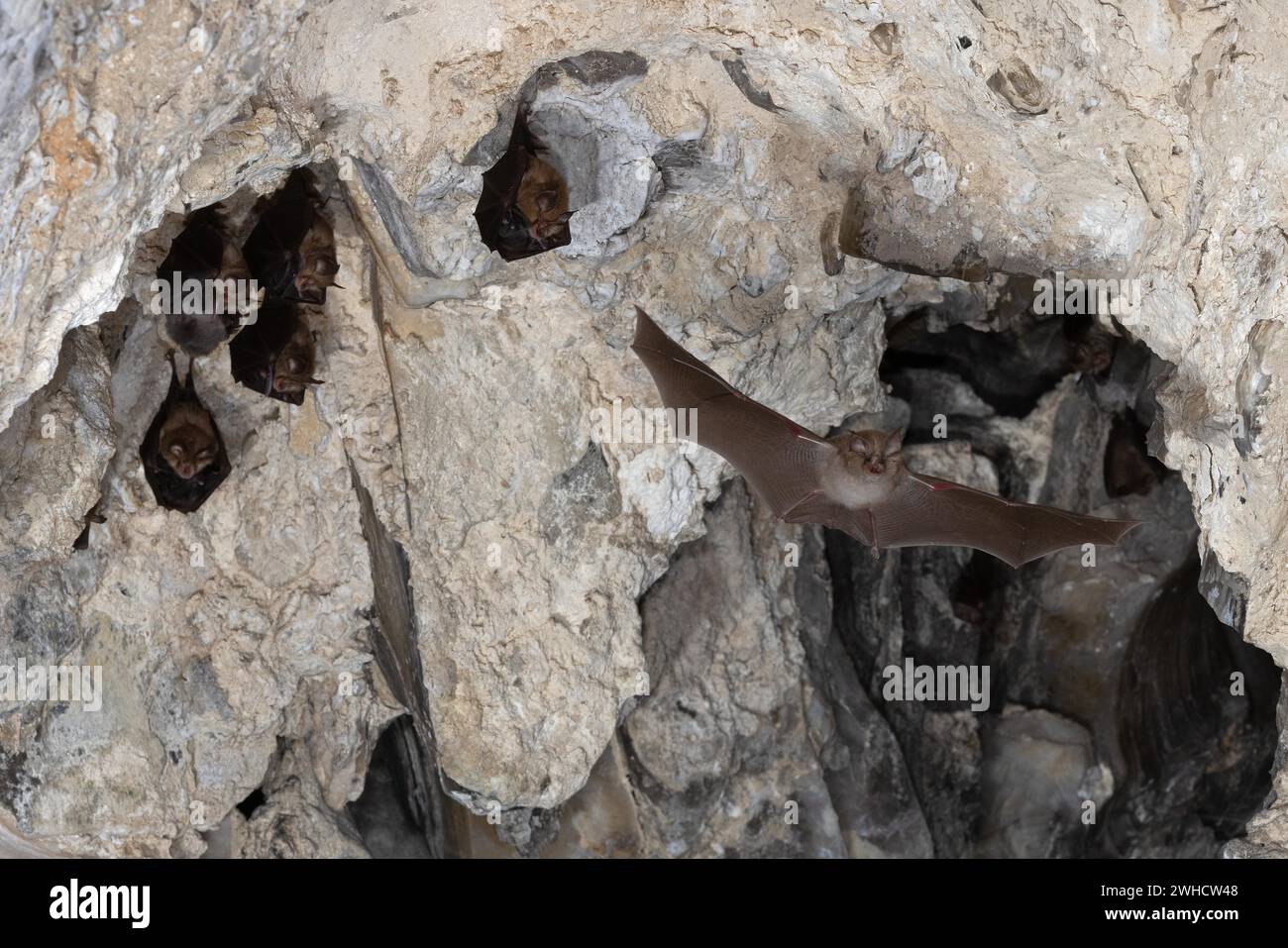 Petite chauve-souris en fer à cheval (Rhinolophus hipposideros) en vol, pépinière, chauve-souris menacée d'extinction en Allemagne, Thuringe, Allemagne Banque D'Images