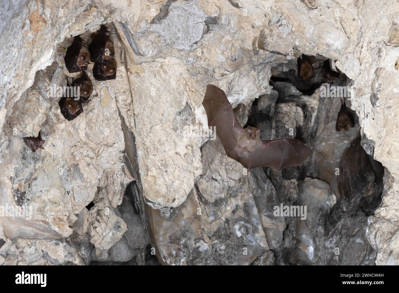 Petite chauve-souris en fer à cheval (Rhinolophus hipposideros) en vol, pépinière, chauve-souris menacée d'extinction en Allemagne, Thuringe, Allemagne Banque D'Images