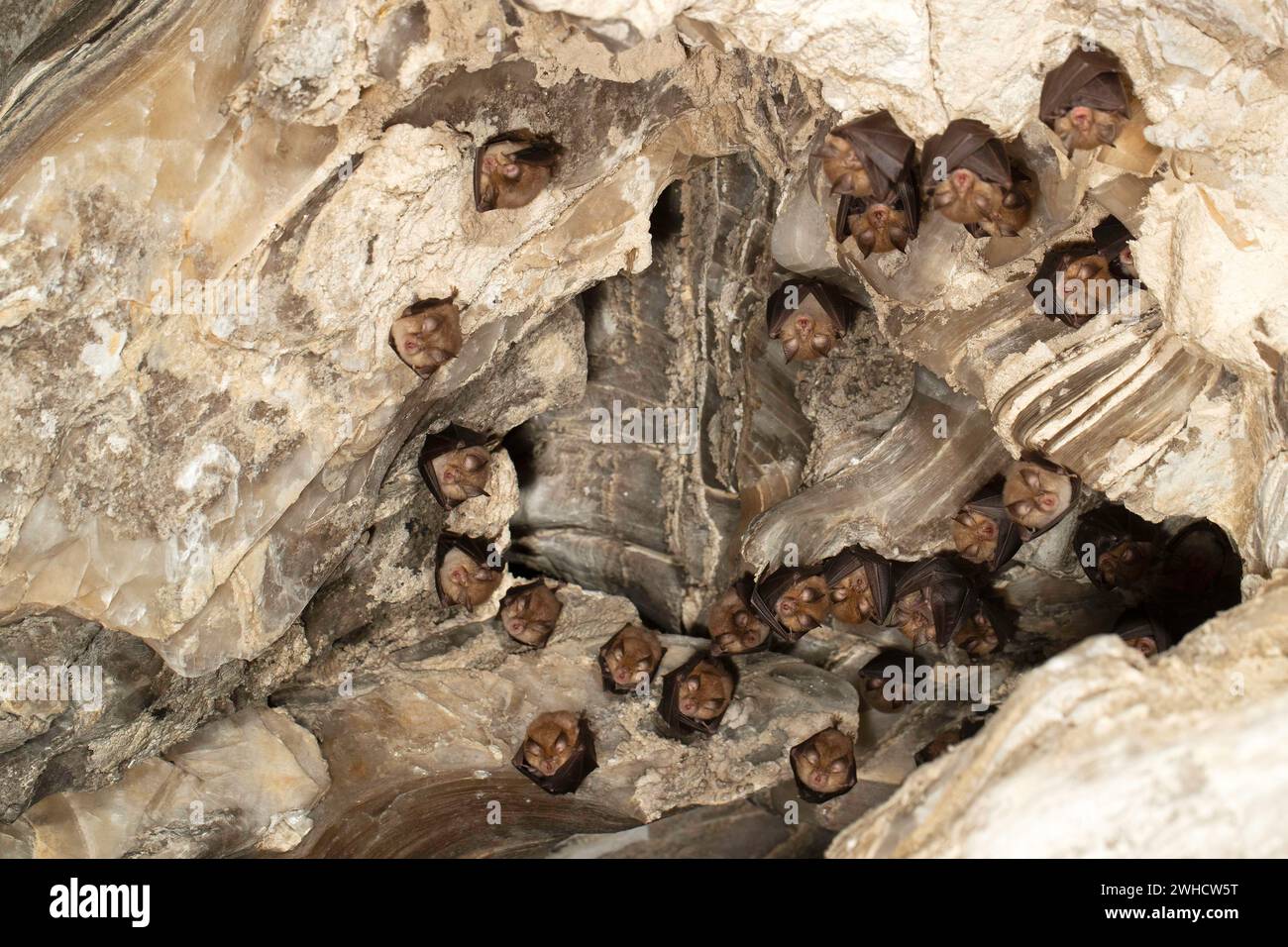 Petite chauve-souris en fer à cheval (Rhinolophus hipposideros), femelle avec des jeunes en maternité coq, chauve-souris menacée d'extinction en Allemagne, Thuringe, Allemagne Banque D'Images