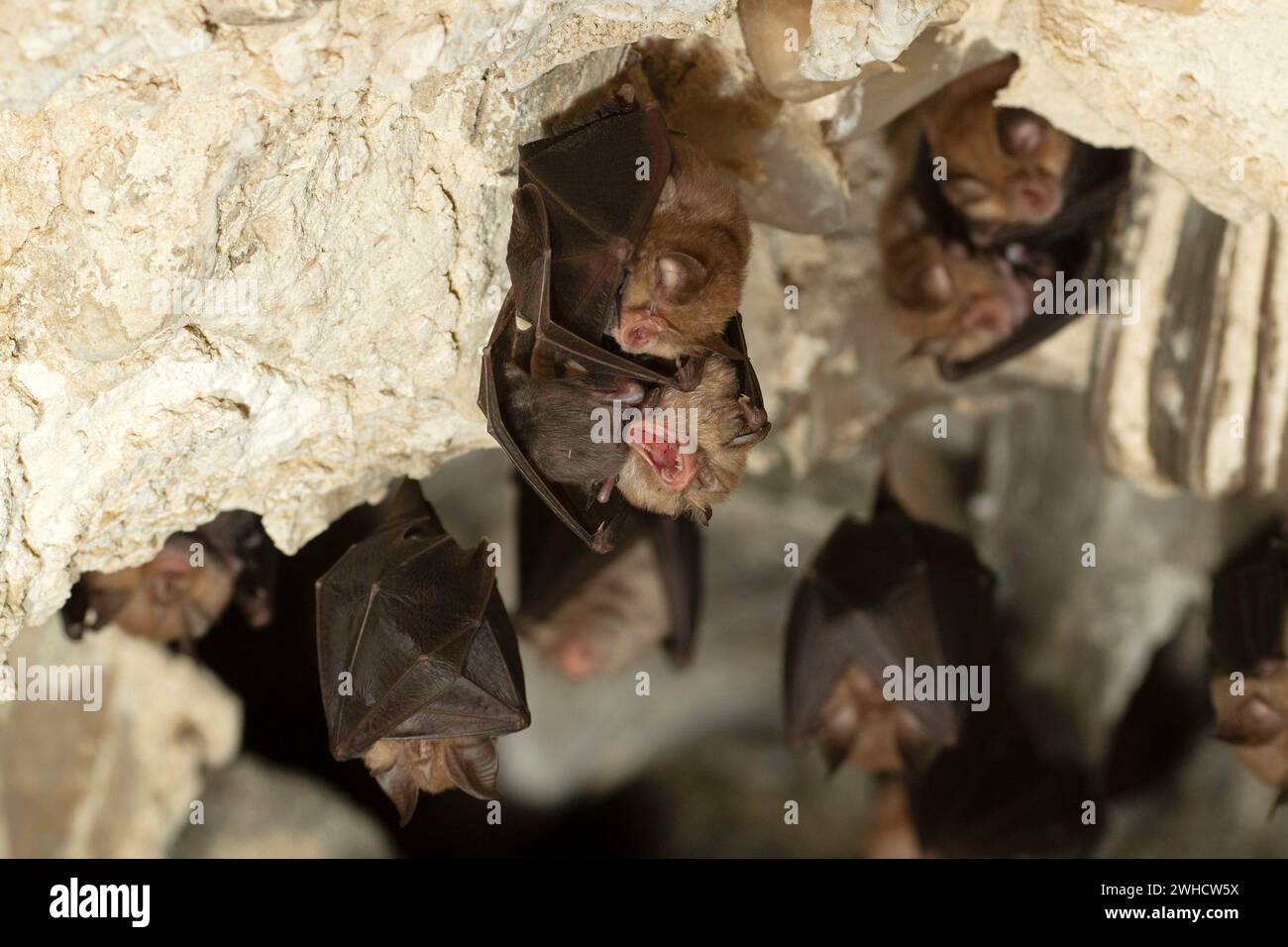 Petite chauve-souris en fer à cheval (Rhinolophus hipposideros), femelle avec des jeunes en maternité coq, chauve-souris menacée d'extinction en Allemagne, Thuringe, Allemagne Banque D'Images
