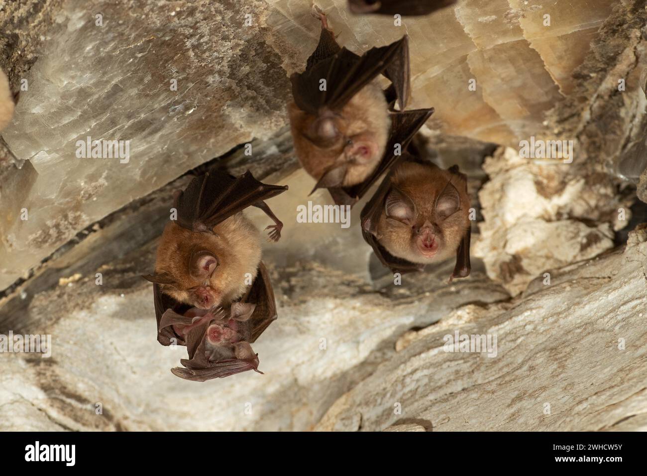 Petite chauve-souris en fer à cheval (Rhinolophus hipposideros), femelle avec des jeunes en maternité coq, chauve-souris menacée d'extinction en Allemagne, Thuringe, Allemagne Banque D'Images