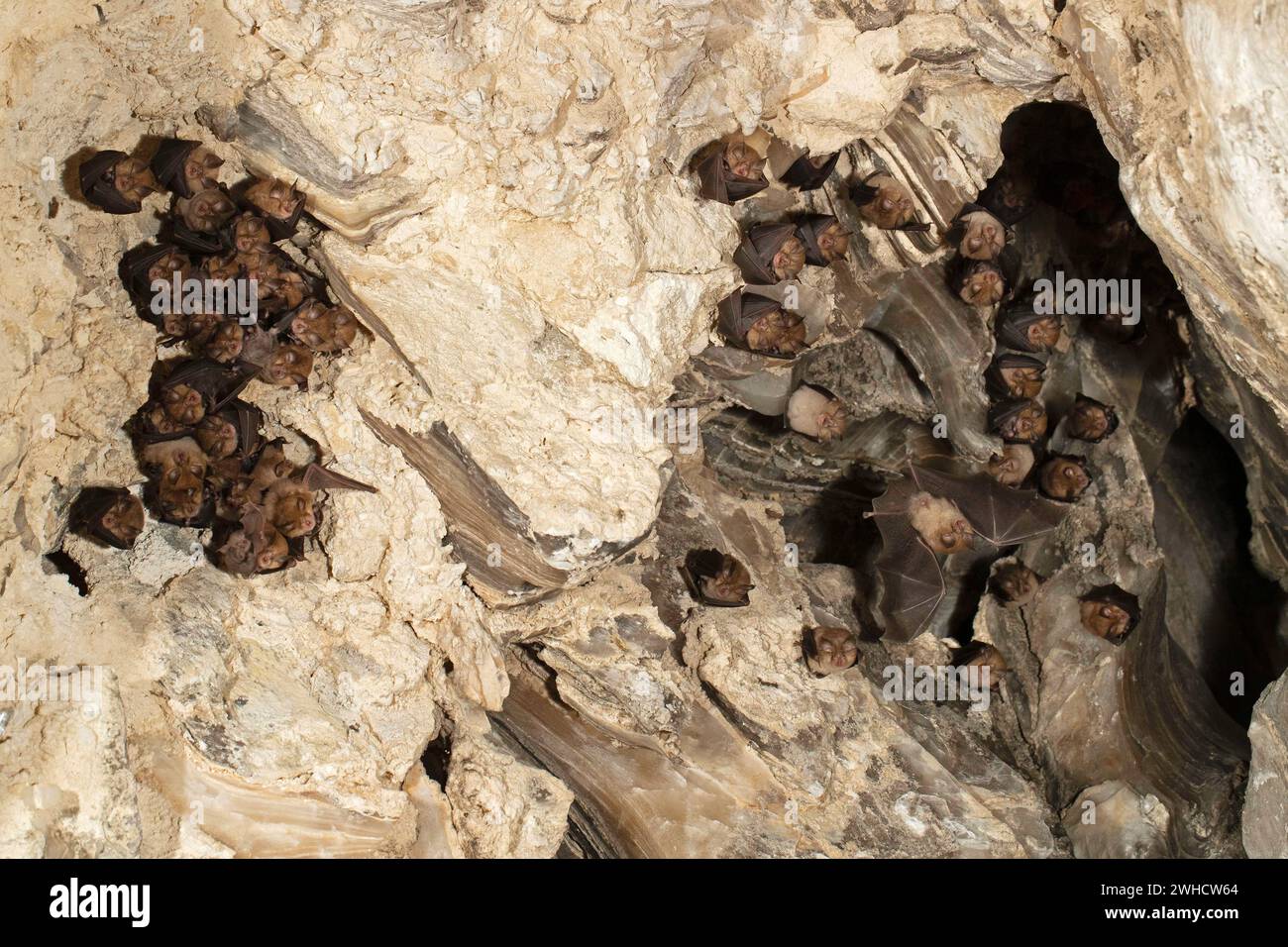 Petite chauve-souris en fer à cheval (Rhinolophus hipposideros), femelle avec des jeunes en maternité coq, chauve-souris menacée d'extinction en Allemagne, Thuringe, Allemagne Banque D'Images