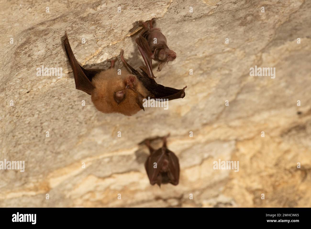 Petite chauve-souris en fer à cheval (Rhinolophus hipposideros), femelle accueille des jeunes en maternité, chauve-souris menacée d'extinction en Allemagne, Thuringe Banque D'Images