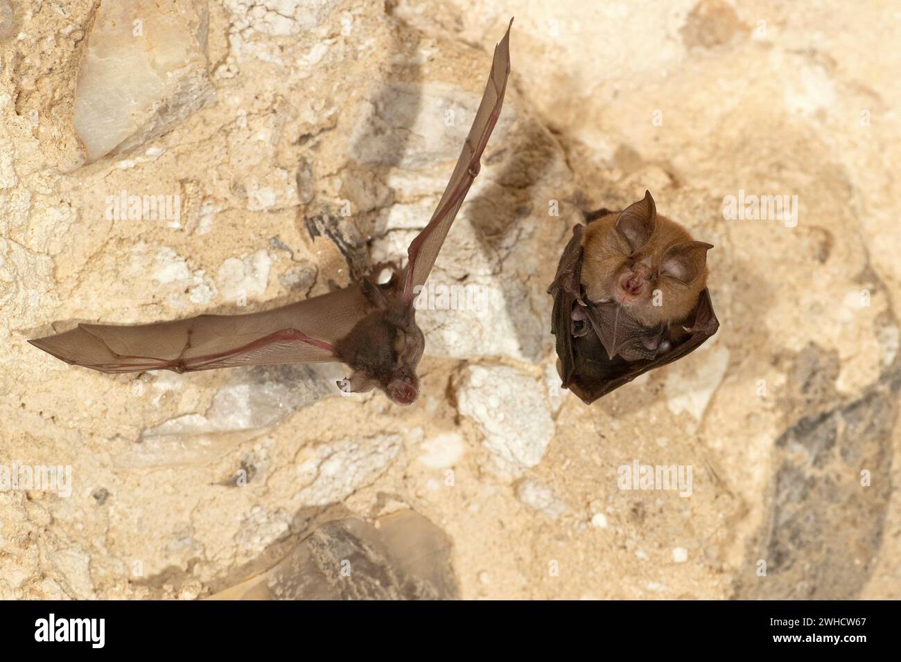 Petite chauve-souris en fer à cheval (Rhinolophus hipposideros), femelle avec des jeunes en maternité coq, chauve-souris menacée d'extinction en Allemagne, Thuringe, Allemagne Banque D'Images