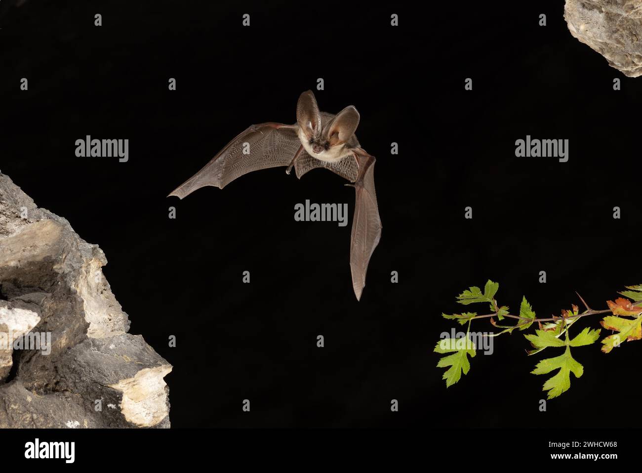 Chauve-souris grise à longues oreilles (Plecotus austriacus) en vol, Thuringe, Allemagne, chauve-souris menacée d'extinction en Allemagne Banque D'Images