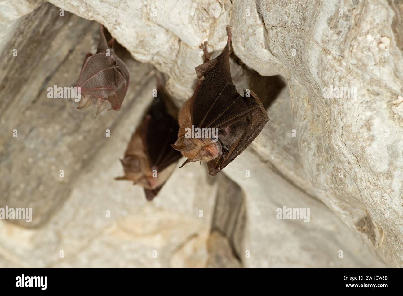 Petite chauve-souris en fer à cheval (Rhinolophus hipposideros), femelle avec des jeunes en maternité coq, chauve-souris menacée d'extinction en Allemagne, Thuringe, Allemagne Banque D'Images