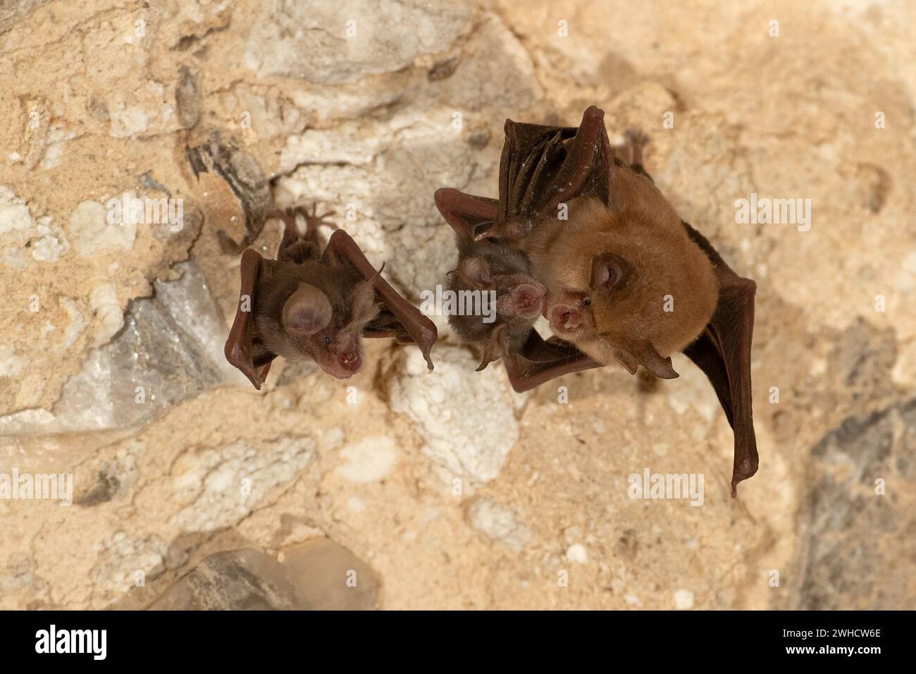 Petite chauve-souris en fer à cheval (Rhinolophus hipposideros), femelle avec des jeunes en maternité coq, chauve-souris menacée d'extinction en Allemagne, Thuringe, Allemagne Banque D'Images