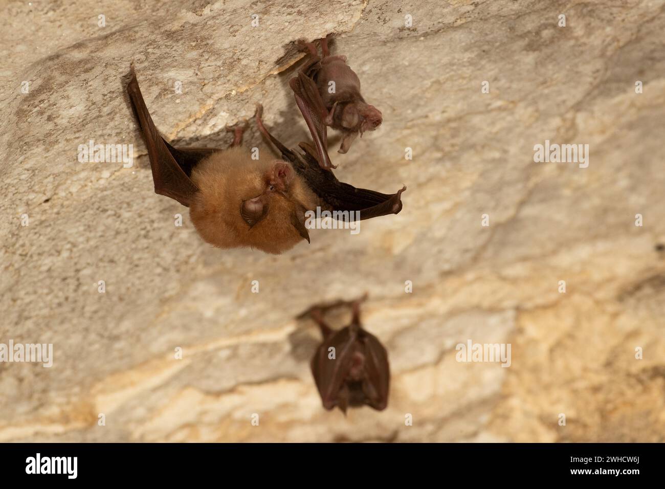Petite chauve-souris en fer à cheval (Rhinolophus hipposideros), femelle avec des jeunes en maternité coq, chauve-souris menacée d'extinction en Allemagne, Thuringe, Allemagne Banque D'Images
