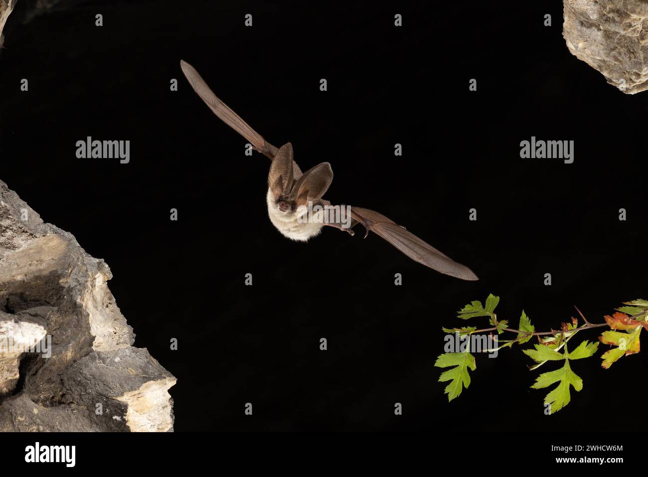 Chauve-souris grise à longues oreilles (Plecotus austriacus) en vol, Thuringe, Allemagne, chauve-souris menacée d'extinction en Allemagne Banque D'Images