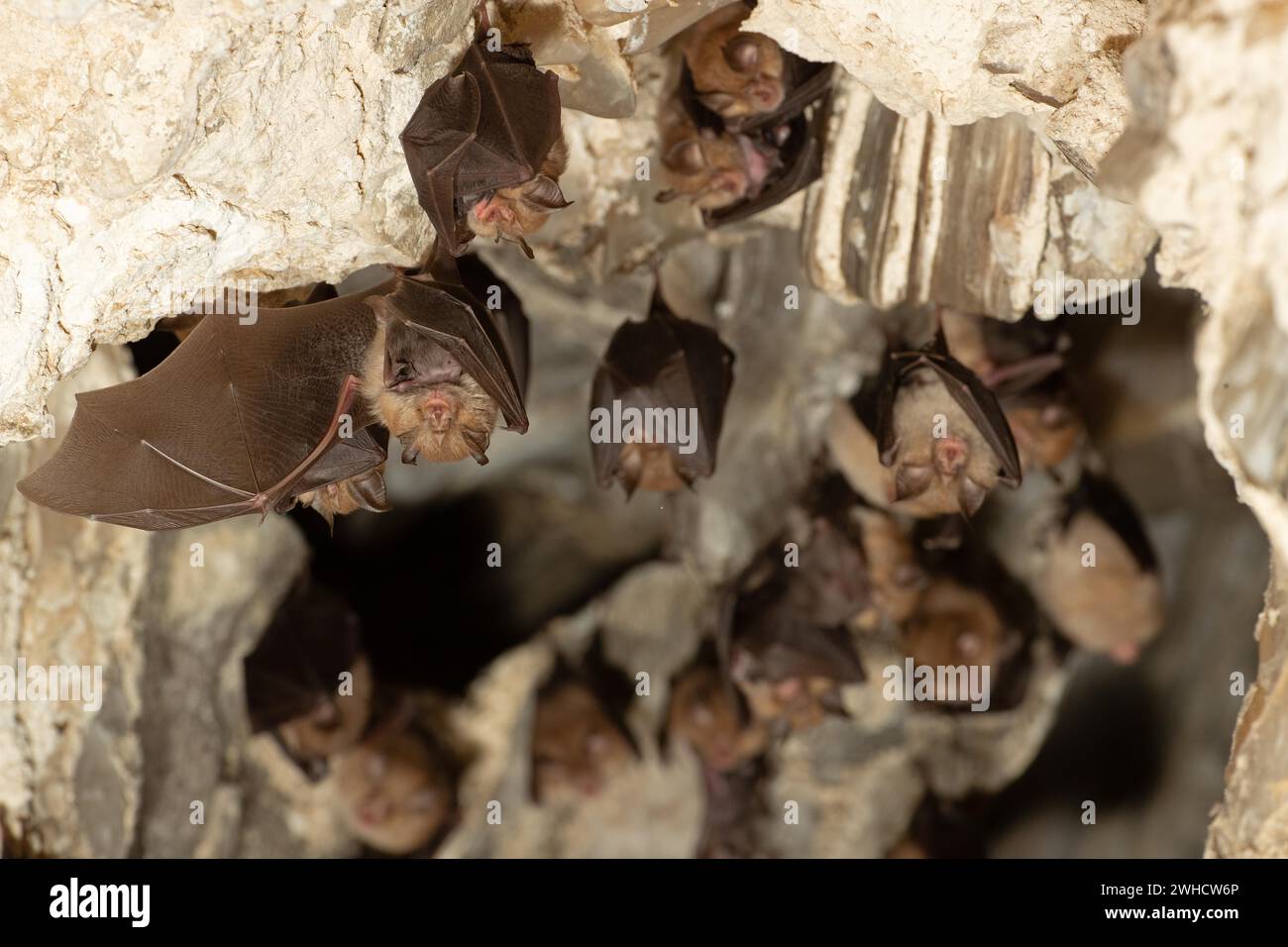 Petite chauve-souris en fer à cheval (Rhinolophus hipposideros), femelle avec des jeunes en maternité coq, chauve-souris menacée d'extinction en Allemagne, Thuringe, Allemagne Banque D'Images