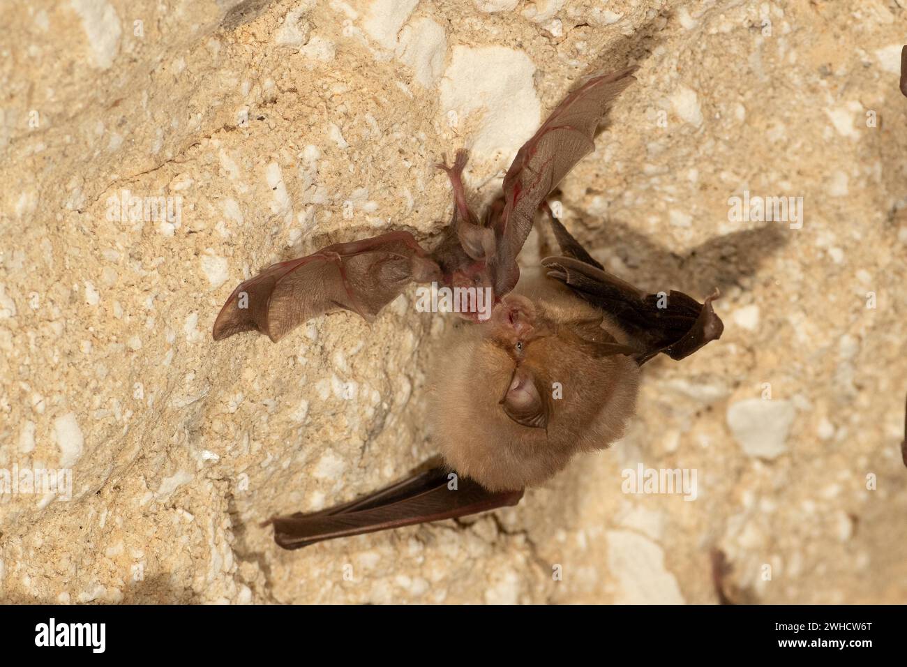 Petite chauve-souris en fer à cheval (Rhinolophus hipposideros), femelle accueille des jeunes en maternité, chauve-souris menacée d'extinction en Allemagne, Thuringe Banque D'Images
