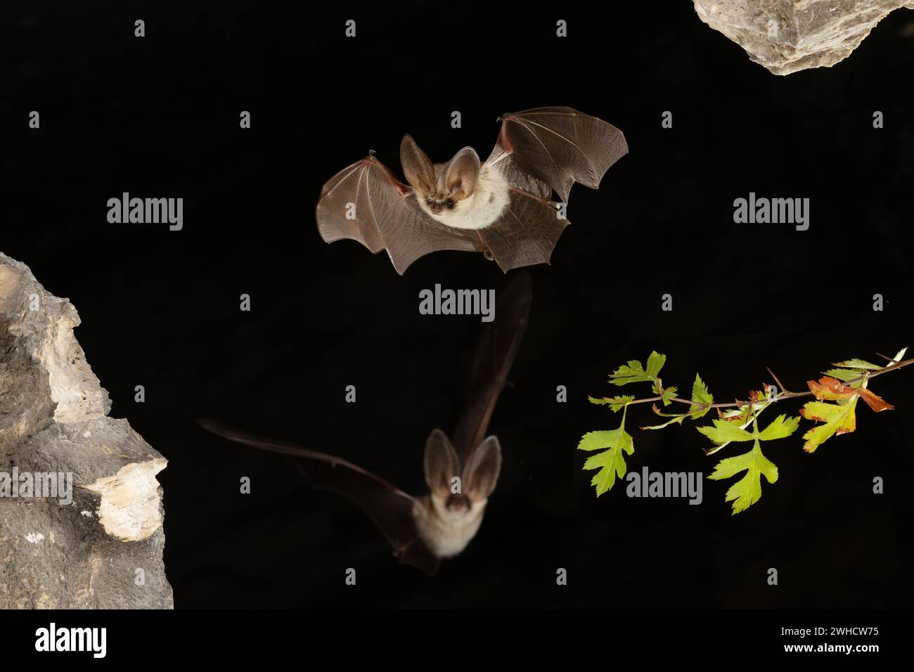 Chauve-souris grise à longues oreilles (Plecotus austriacus) en vol, Thuringe, Allemagne, chauve-souris menacée d'extinction en Allemagne Banque D'Images