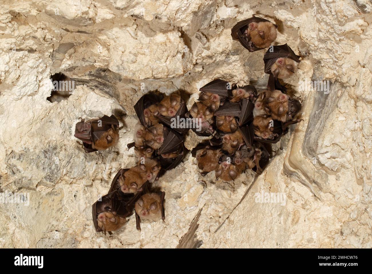 Petite chauve-souris en fer à cheval (Rhinolophus hipposideros), femelle avec des jeunes en maternité coq, chauve-souris menacée d'extinction en Allemagne, Thuringe, Allemagne Banque D'Images