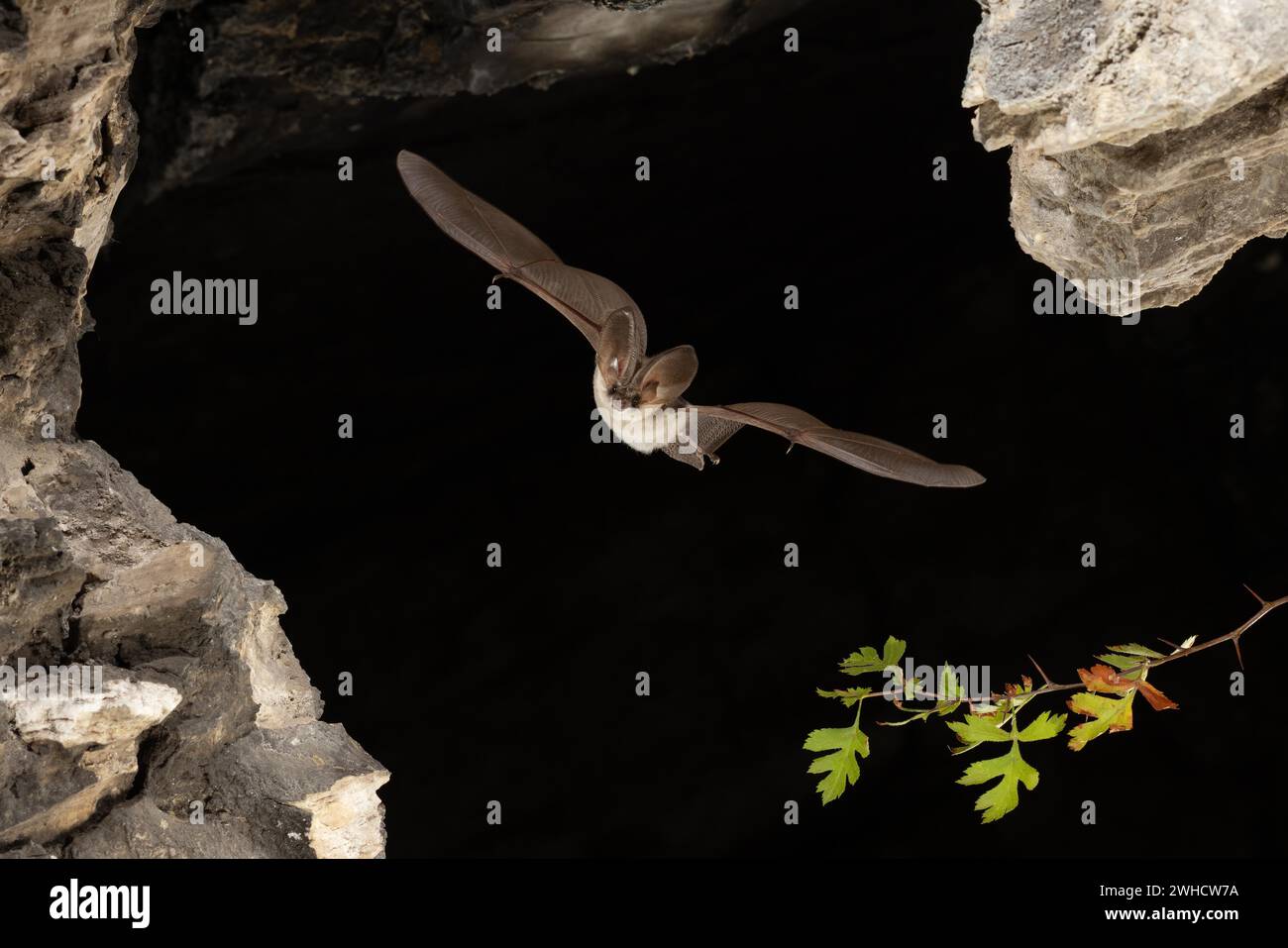 Chauve-souris grise à longues oreilles (Plecotus austriacus) en vol, Thuringe, Allemagne, chauve-souris menacée d'extinction en Allemagne Banque D'Images