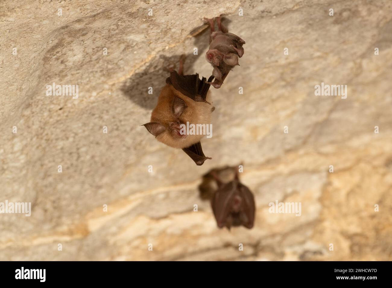 Petite chauve-souris en fer à cheval (Rhinolophus hipposideros), femelle avec des jeunes en maternité coq, chauve-souris menacée d'extinction en Allemagne, Thuringe, Allemagne Banque D'Images