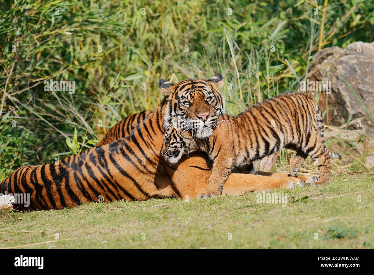 Tigre de Sumatra (Panthera tigris sumatrae), femelle avec ourson, présent sur Sumatra Banque D'Images