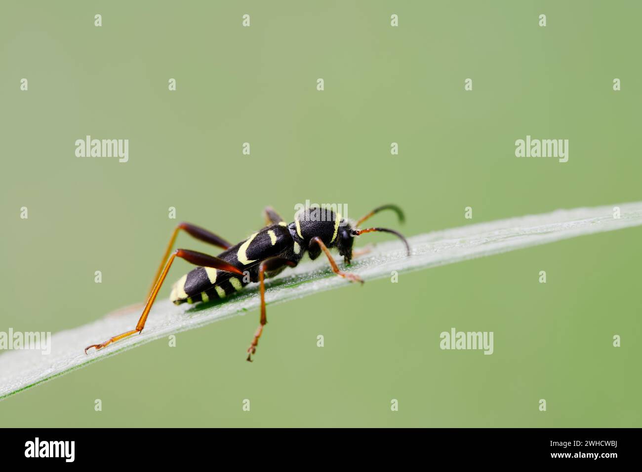 Bélier (Clytus arietis), Rhénanie du Nord-Westphalie, Allemagne Banque D'Images