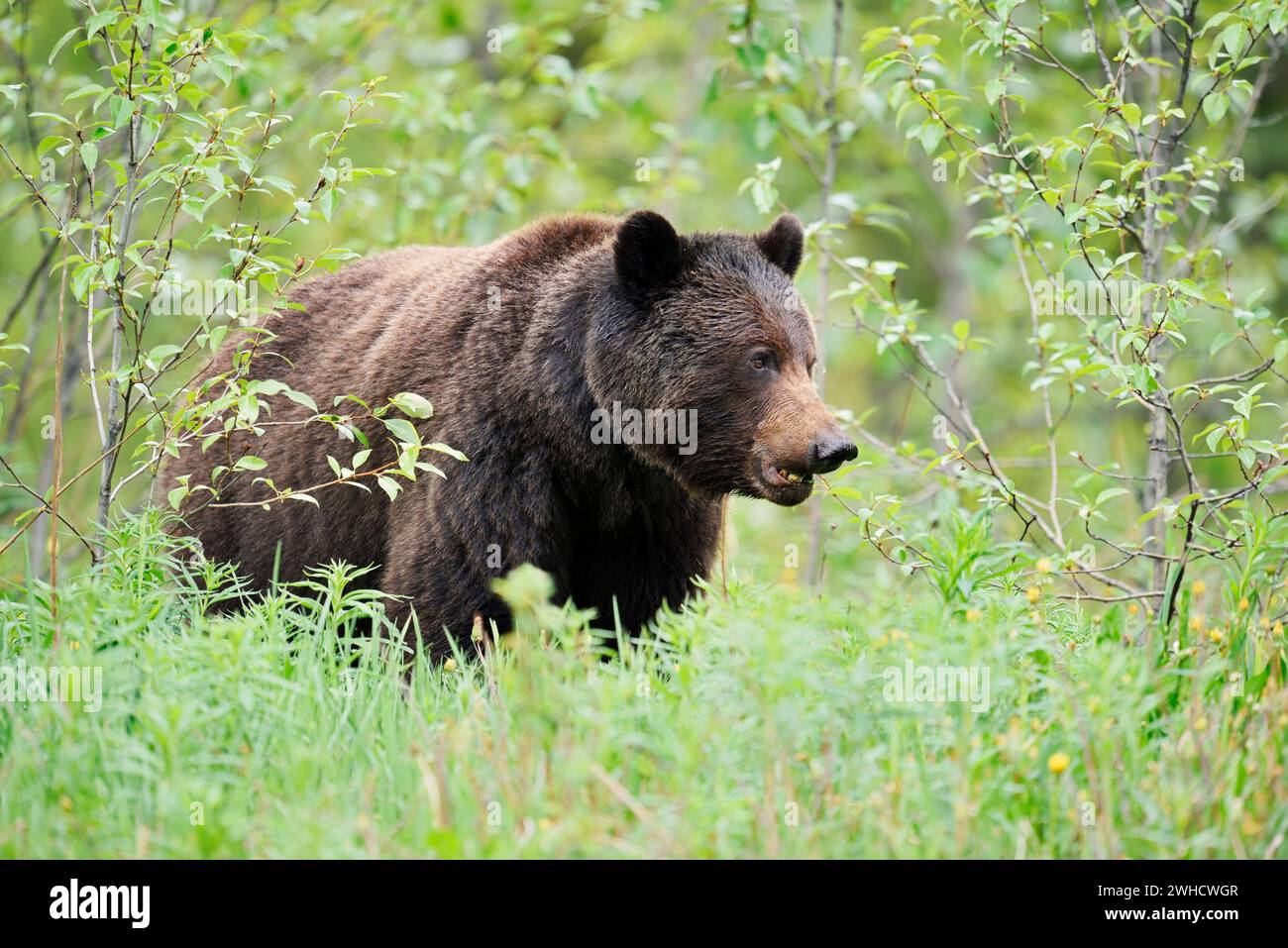Ours grizzli (Ursus arctos horribilis), Parc national Jasper, Alberta, Canada Banque D'Images
