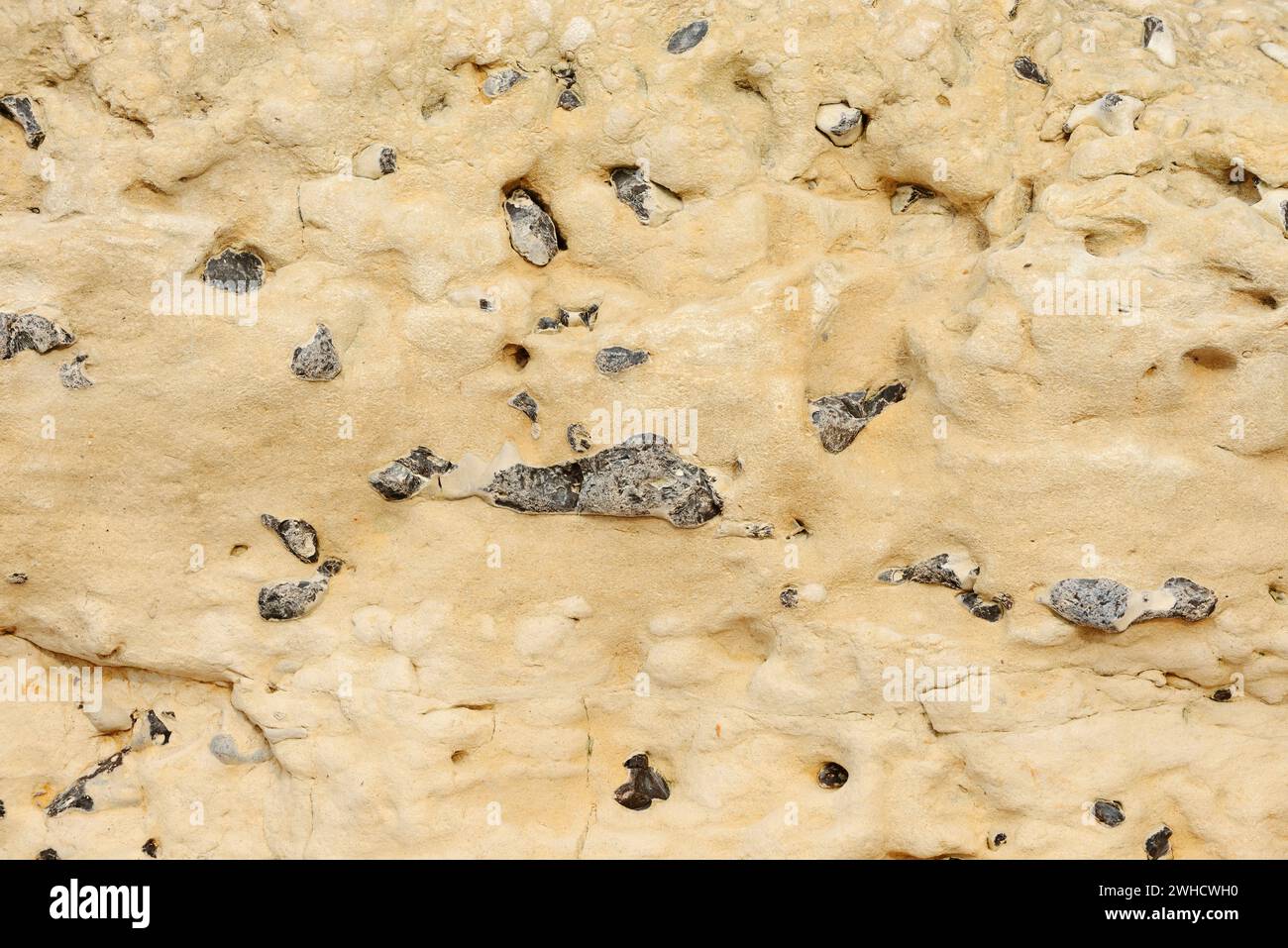 Falaises de craie avec silex, Etretat, Côte d'Albâtre, Seine-maritime, haute-Normandie, France Banque D'Images