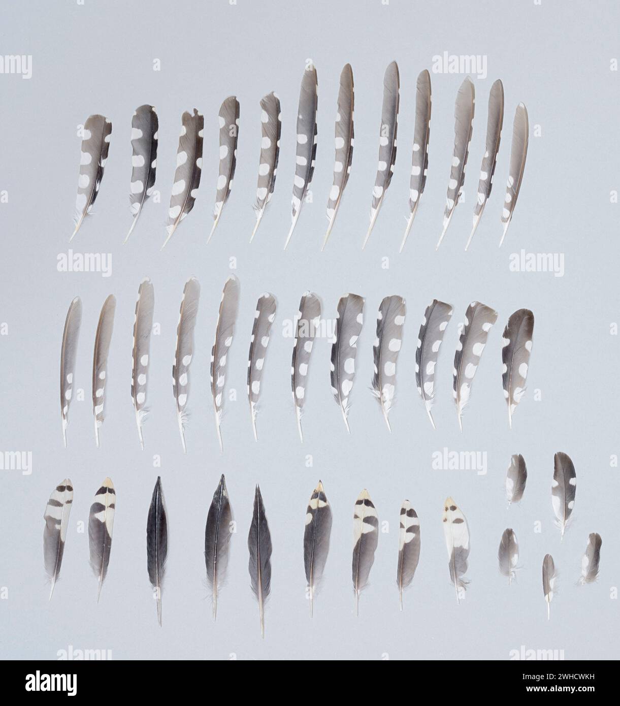 Grand pic tacheté (Dendrocopos major, Picoides major), plumes Banque D'Images